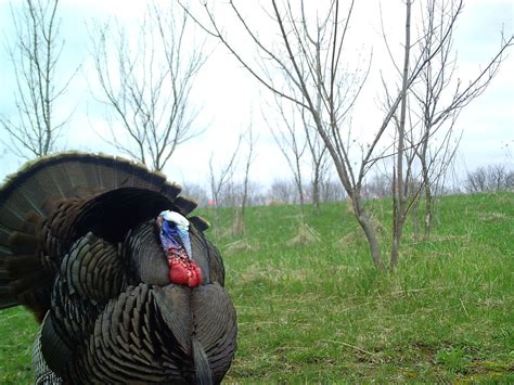 The Cultural History Of Turkeys In America Snapshot Wisconsin