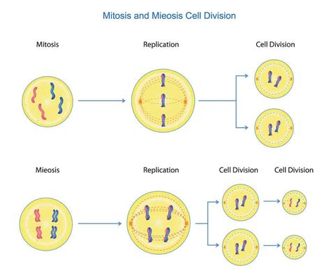 Mitosis Vs Meiosis What Are The Main Differences Az Animals