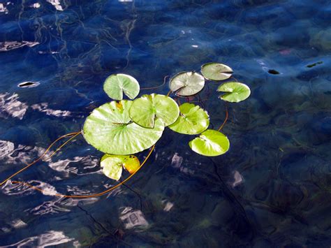 Swirling Pond Lily Pads 2 Free Stock Photo Public Domain Pictures