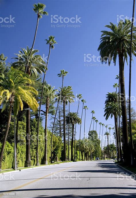 Palm Tree Lined Street Stock Photo Download Image Now Beverly Hills