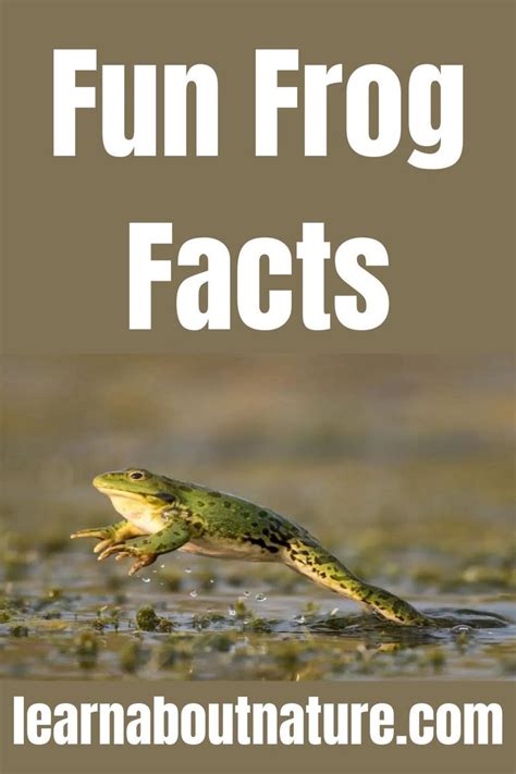 Fun Frog Facts Frog Facts Aquatic Animals Nature Aesthetic Ponds