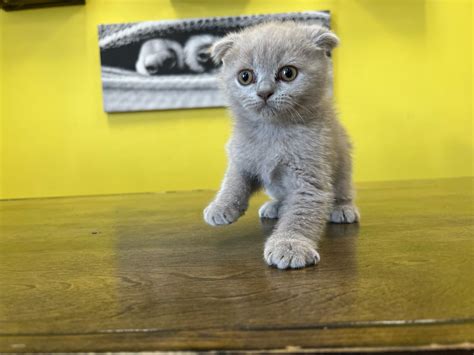 Westchester Puppies And Kittens Scottish Fold Kittens For Sale New York