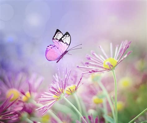 Beautiful Butterfly And Pink Flowers Summer And Spring Background