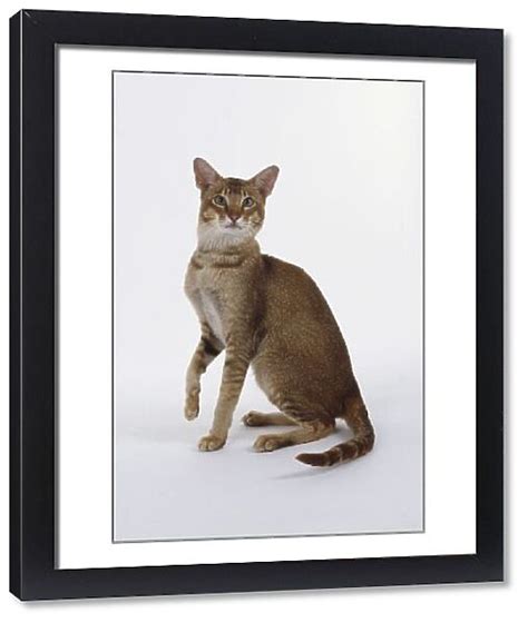 Chocolate Ticked Tabby Oriental Shorthaired Cat With Green 9447161