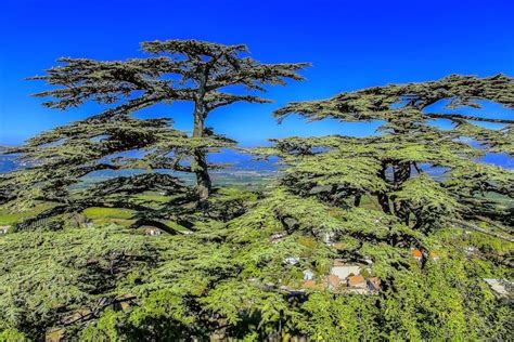 Libanon Zeder Foto & Bild | wald, bäume, frühling Bilder auf fotocommunity