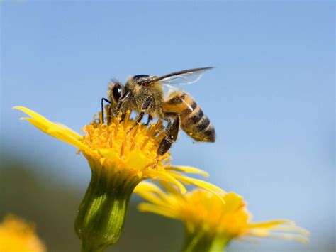 2020 popular 1 trends in home & garden, jewelry & accessories, cellphones & telecommunications, consumer electronics with honey bees flowers and 1. Nearly 40% decline in honey bee population last winter ...
