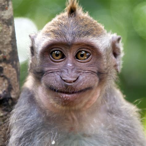 Ini Dia Monyet Paling Ganteng Di Jepang • Ngonoo