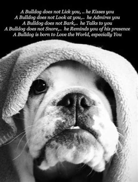 Best 25 Bulldog Quotes Ideas On Pinterest English Bulldogs English