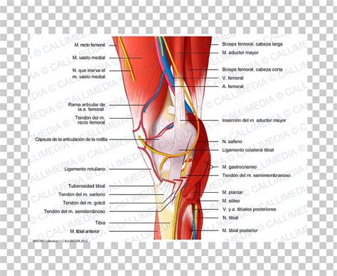 Knee Nerve Muscle Muscular System Human Body Png Clipart Anatomy Arm
