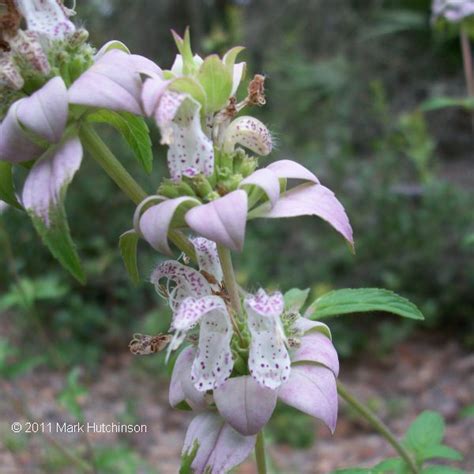 Florida Native Plant Society - Dotted Horsemint - supposedly repels ...