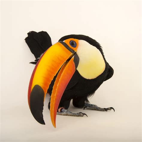 Toco Toucan Habitat