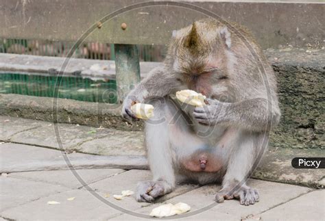 Image Of Naked Monkey In Forest OP870543 Picxy