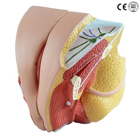 Female anatomy includes the external genitals, or the vulva, and the internal reproductive organs. FEMALE GENITAL ORGAN MODEL ,4 PARTS - Eduscience