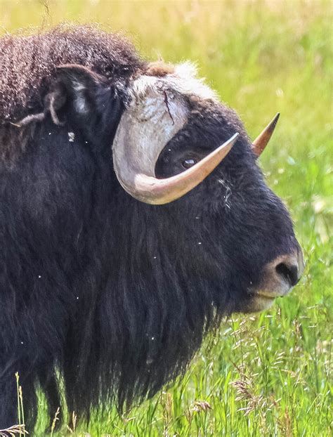 Cannundrums Musk Ox