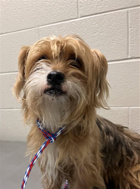 Pet FBI Report ID #539845 for Found Dog | PetFBI.org Pets Found by Internet