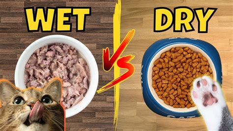 The Best Wet Foods For Your Kitten In 2023 Ph