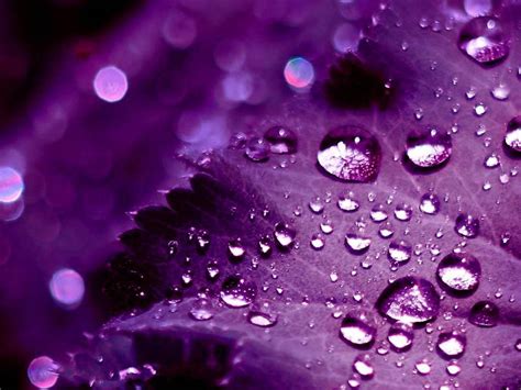 75 Purple Background Wallpaper On Wallpapersafari