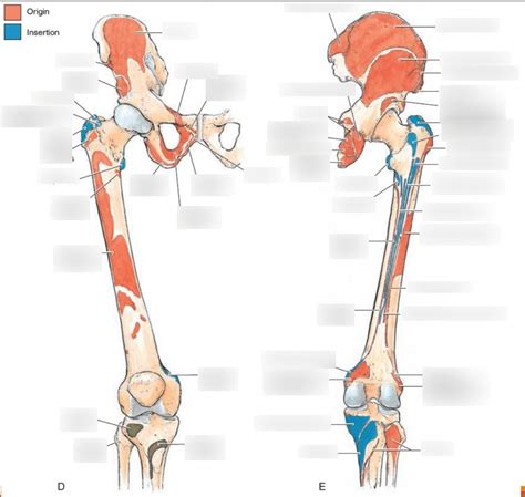 Pelvic And Femur Muscle Attachments Diagram Quizlet