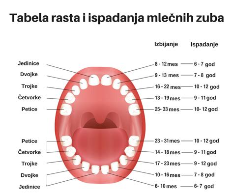 Tabela Izbijanja I Ispadanja Mlečnih Zuba I Kako Da To Prođe što Lakše
