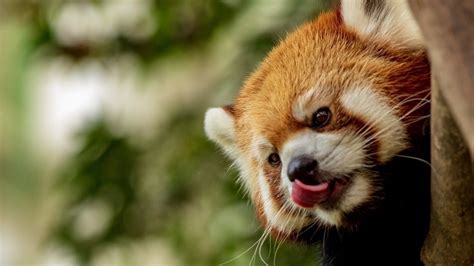 Petition · Help Save Red Pandas From Extinction ·