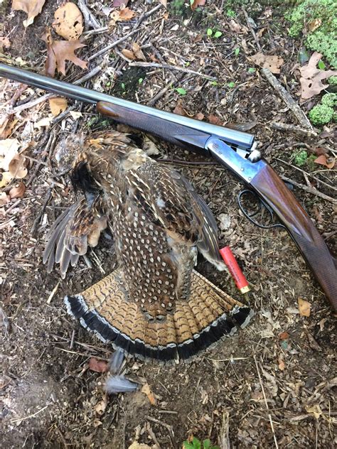 Years First Grouse Michigan Sportsman Online Michigan Hunting And