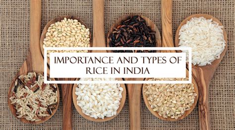 Importance And Types Of Rice In India Sr Rice Store