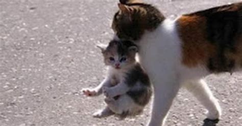 Mama Cats Carrying Their Baby Kittens We Love Cats And Kittens