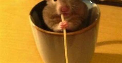 Just A Hamster In A Mug Eating A Single Strand Of Tasty Pasta Imgur