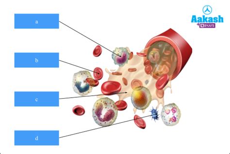 Connective Tissue Blood Types Vascular Tissue And Blood Aesl