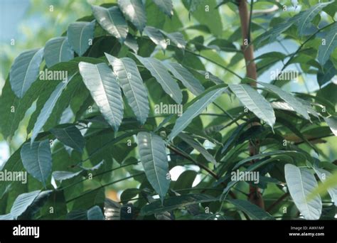 La Caoba Swietenia Macrophylla árbol Con Hojas Fotografía De Stock Alamy