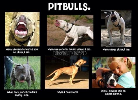 The 24 Most Annoying Pit Bull Memes Observer