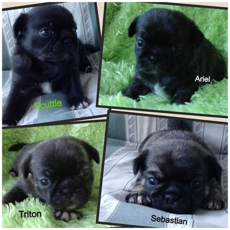 Japugs Pug And Japanese Chin We Are Available For 60000 Call Us Today