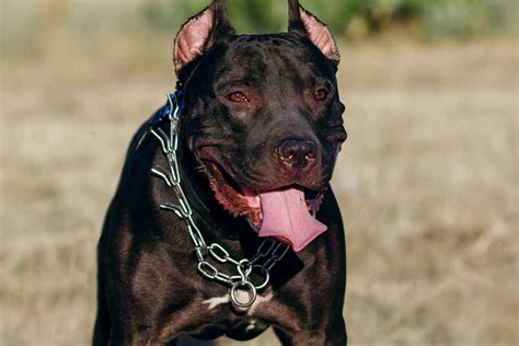 What Is A Bait Dog Facts Fiction And Dog Fighting
