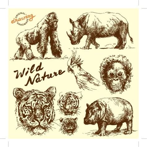 Wild Animals Hand Drawing Vectors Set Free Vector In Encapsulated