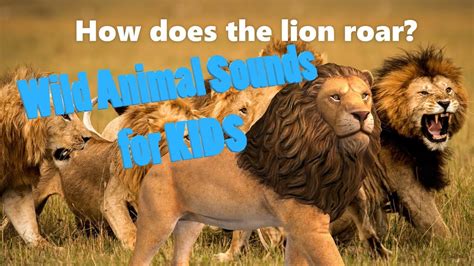 How Does The Lion Roar Wild Animal Sounds Youtube Gambaran