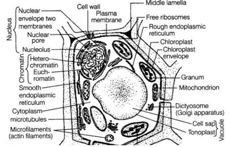 Plant Cell Diagram Under Electron Microscope Simple Functions And Diagram