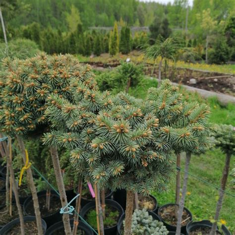 Eglė Dygioji Picea Pungens Glauca Compactapa Limino Dekoratyvinių