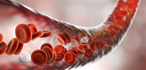Red Blood Cells And Its Functions