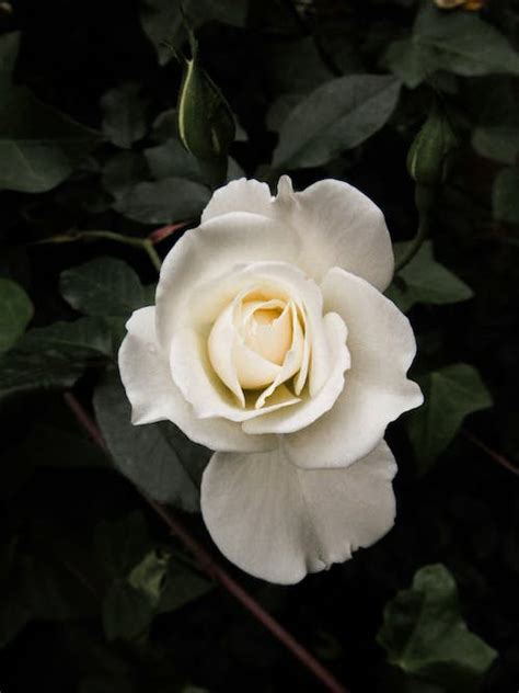 A White Rose In Bloom · Free Stock Photo
