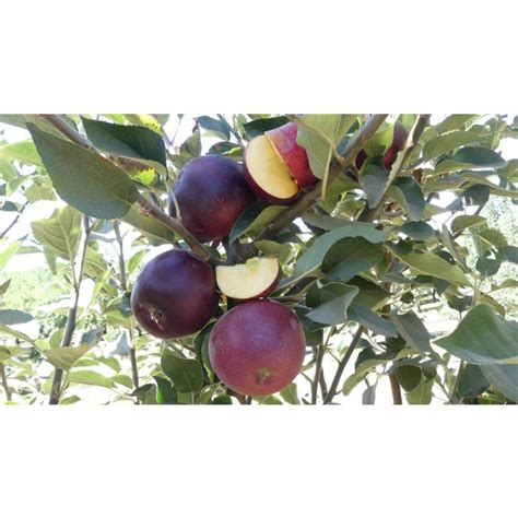 King David Apple Store Tomorrows Harvest By Burchell Nursery