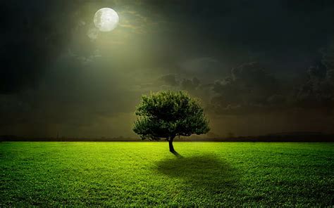 Online Crop Hd Wallpaper Moonlight Field Tree Grass Night Sky