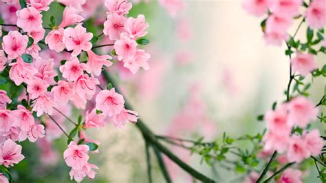 Nature Spring Free Desktop Wallpapers For Widescreen Hd