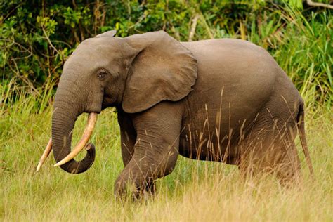 5000 Elephants Killed In Republic Of Congo Africa Geographic