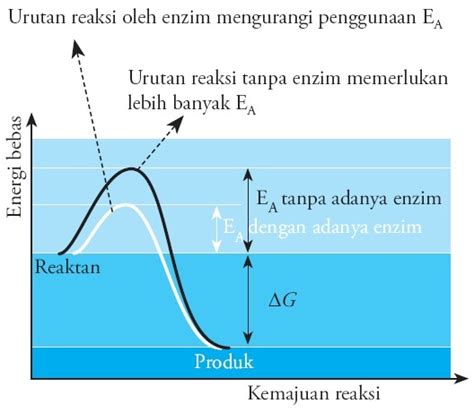 Inilah Fungsi Dan Cara Kerja Enzim Lengkap