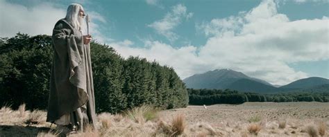 Photo Of Grove Near Mavora Lakes As Fangorn Forest In The Lord Of The
