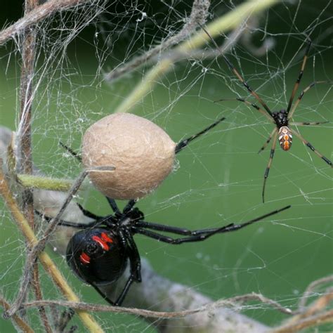 Arizona Home To The Countrys Most Dangerous Spiders Dangerous