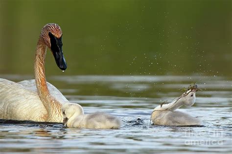 Playful Cygnets Photograph By Teresa McGill Fine Art America