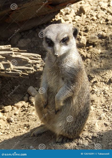 Meerkat In The Sand Stock Image Image Of Sand Animal 12610291