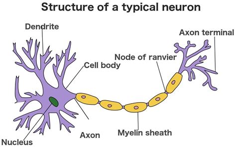 Diagram Empty Diagram Of Neuron Mydiagram Online