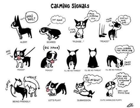 How To Understand Body Language Of Your Dog